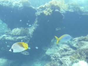 136 Okinawa Churaumi Aquarium