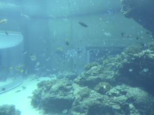 137 Okinawa Churaumi Aquarium