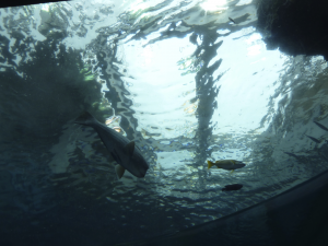 138 Okinawa Churaumi Aquarium