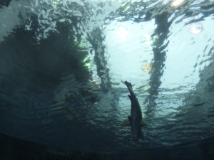 139 Okinawa Churaumi Aquarium