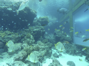 140 Okinawa Churaumi Aquarium
