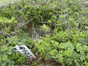 221 Okinawa Kaigan Quasi-National Park
