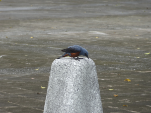 310 Okinawa Peace Memorial Park