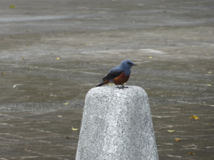 311 Okinawa Peace Memorial Park