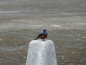 312 Okinawa Peace Memorial Park