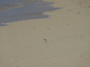 371 Miibaru beach