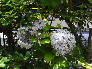 108 - July 5, (2) Kagoshima - Shiroyama Park