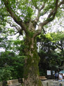 119 - July 5, (2) Kagoshima - Shiroyama Park