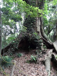128 - July 5, (2) Kagoshima - Shiroyama Park