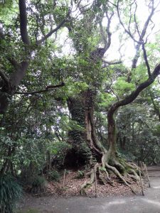 129 - July 5, (2) Kagoshima - Shiroyama Park