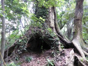 133 - July 5, (2) Kagoshima - Shiroyama Park