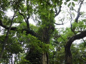 135 - July 5, (2) Kagoshima - Shiroyama Park