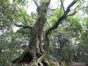 137 - July 5, (2) Kagoshima - Shiroyama Park