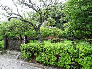 499 - July 7, (3) Dazaifu - Tenmangu