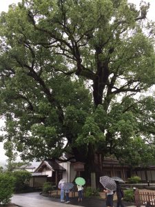 506 - July 7, (3) Dazaifu - Tenmangu
