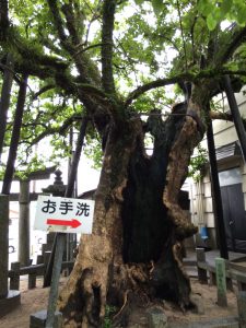 557 - July 7, (3) Dazaifu - Tenmangu