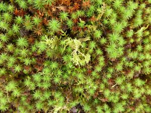 October 20, 2014 - (1) Kenrokuen Garden 025