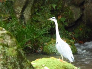 October 20, 2014 - (1) Kenrokuen Garden 033