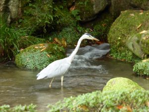 October 20, 2014 - (1) Kenrokuen Garden 041