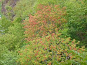 September 12, 2015 - (1) Shikotsu-Tōya National Park - 013