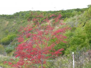 September 12, 2015 - (1) Shikotsu-Tōya National Park - 029