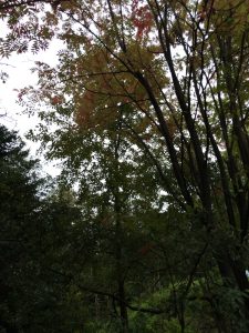 September 13, 2015 - (05) Usu Nishiyama the foot crater walking path - 011
