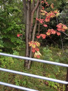 September 13, 2015 - (05) Usu Nishiyama the foot crater walking path - 012