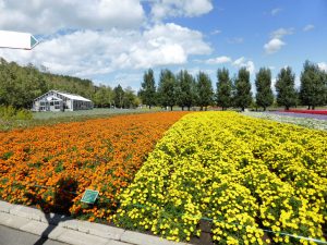 September 14, 2015 - (03) Farm Tomita - 002