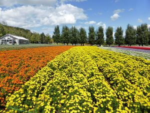 September 14, 2015 - (03) Farm Tomita - 003