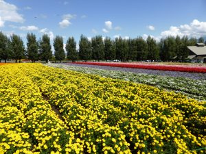 September 14, 2015 - (03) Farm Tomita - 004