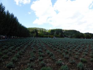 September 14, 2015 - (03) Farm Tomita - 008