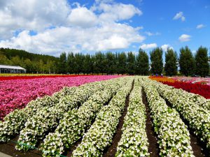 September 14, 2015 - (03) Farm Tomita - 012