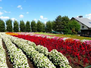 September 14, 2015 - (03) Farm Tomita - 013