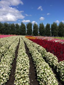 September 14, 2015 - (03) Farm Tomita - 015