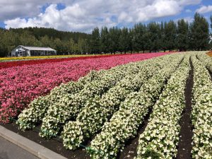 September 14, 2015 - (03) Farm Tomita - 016