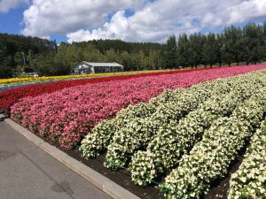September 14, 2015 - (03) Farm Tomita - 017
