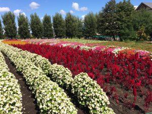 September 14, 2015 - (03) Farm Tomita - 018