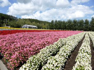 September 14, 2015 - (03) Farm Tomita - 019