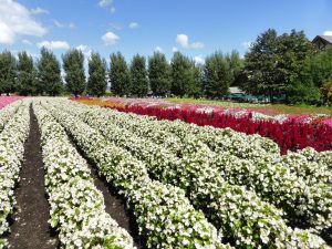 September 14, 2015 - (03) Farm Tomita - 020