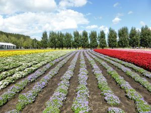 September 14, 2015 - (03) Farm Tomita - 021