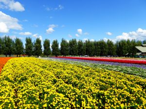 September 14, 2015 - (03) Farm Tomita - 022