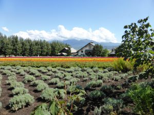 September 14, 2015 - (03) Farm Tomita - 023