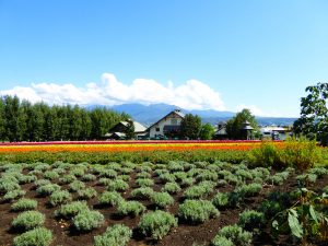 September 14, 2015 - (03) Farm Tomita - 024
