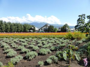 September 14, 2015 - (03) Farm Tomita - 025