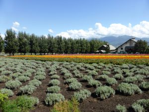 September 14, 2015 - (03) Farm Tomita - 026