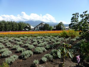 September 14, 2015 - (03) Farm Tomita - 027