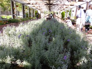 September 14, 2015 - (03) Farm Tomita - 028