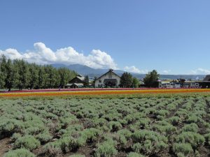 September 14, 2015 - (03) Farm Tomita - 029