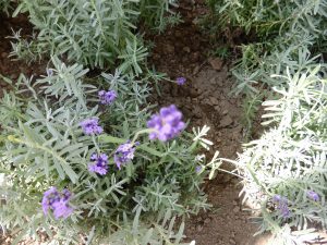 September 14, 2015 - (03) Farm Tomita - 030