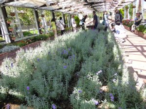 September 14, 2015 - (03) Farm Tomita - 032